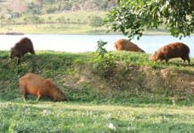 Capivaras causam transtorno na barragem Eduíno Sbardellini