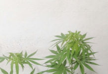 Adolescentes transportavam mudas de maconha em charrete