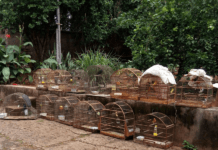 Aves foram recuperadas pela Polícia Ambiental em Vargem e cidades da região