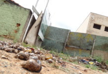 Morador enfrenta problema com caramujos há anos