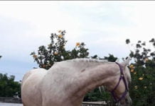 Égua é furtada de sítio