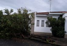 Chuva derruba árvores pela cidade