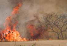 Defesa Civil e Guarda Civil Municipal alerta para os riscos das queimadas