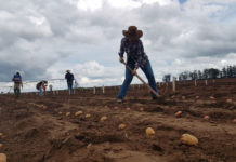 Pesquisa da Unifeob divulga resultados sobre fertilizantes na produção de batata
