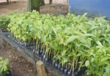 Prefeitura e Thebe distribuem mudas neste sábado