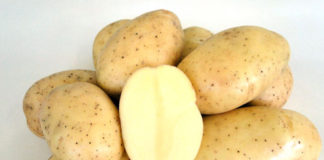 Dia de campo apresenta batata BRS F63 Camila a produtores de Vargem e região