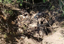 Com suspeita de maus-tratos animais em São João são recolhidos