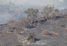 Incêndio destruiu grande área na zona rural