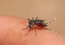 Número de casos de dengue em São Paulo ultrapassa 35 mil