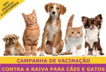 Campanha antirrábica chega à zona urbana nesta segunda, dia 19