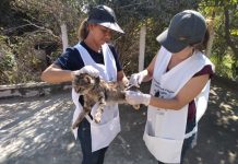 Este sábado, dia 21, é o último dia para a vacinação contra raiva animal