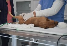 Programa de castração já realizou 1150 procedimentos