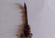 Número de picadas de escorpiões dobra na cidade