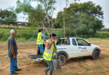 Prefeitura plantou 150 mudas de árvores em avenida