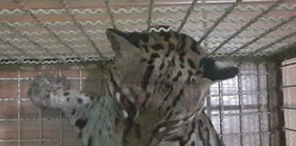 Jaguatirica atropelada em Casa Branca foi resgatada