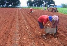 Safra agrícola poderá contratar até 3.000 pessoas