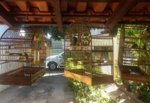 Aves foram resgatadas de cativeiro em Vargem