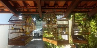 Aves foram resgatadas de cativeiro em Vargem