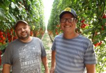 Irmãos Tavares investem na produção de tomates em estufa
