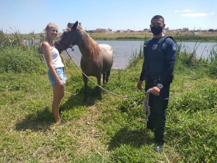 Cavalo resgatado BRasinha