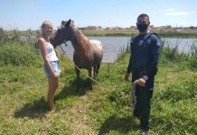 GCM resgata cavalo atolado