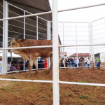 leilão-2019-(2)—Copia