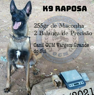 Cão-GCM-apreendeu-droga