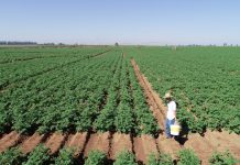 Produtores se preparam para a safra de batata deste ano