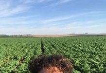 Safra da batata termina e movimenta mais de R$ 400 milhões