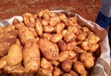 Safra da batata está terminando e preços se mantendo