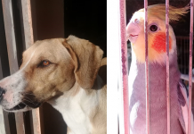 Momento Pet