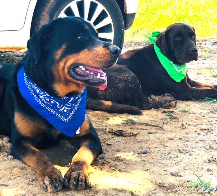 Momento-Pet-Jhoe-e-Brutos