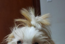 Momento Pet