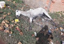 Cavalo resgatado não resistiu