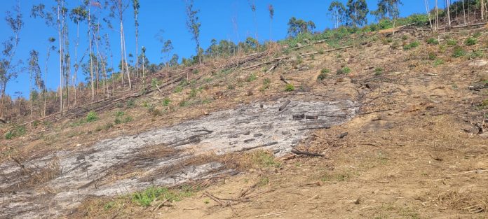 Área queimada em Grama (2)