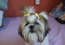 Momento Pet