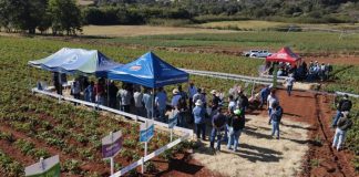 Cooperbatata e Associação Setembro participam do Dia de Campo