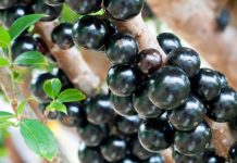 Casa Branca se prepara para o Festival Gastronômico da Jabuticaba