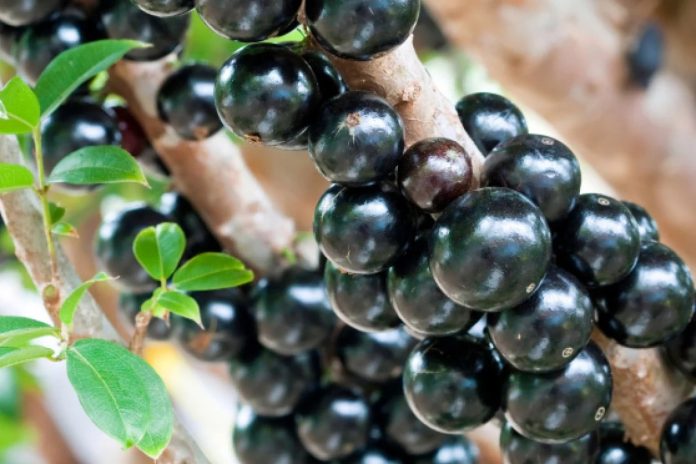Jabuticaba 01