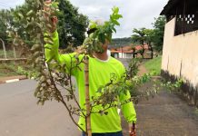 Programa Casa Branca mais verde promove arborização