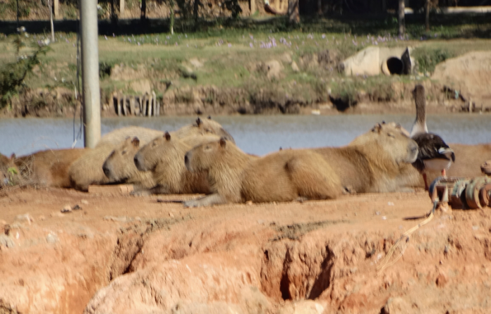 Capivaras-na-Represa