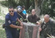 Onça-parda foi encontrada ferida próxima à rodovia