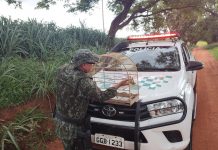 Ave em cativeiro foi resgatada no Jardim Dolores