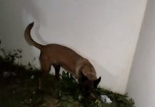 K9 Raposa encontrou droga em terreno da Nair Bolonha