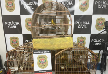 Aves avaliadas em mais de R$ 30 mil foram recuperadas