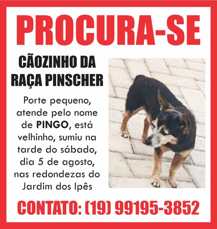 Pinscher desaparecido