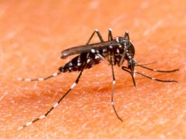 Casos de dengue chegam a 346 e prefeitura iniciou fumacê