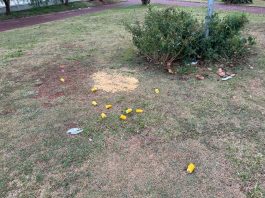 Moradores se preocupam com pombos em Praça no Jardim Fortaleza
