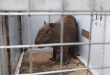 Capivara foi capturada no Jardim Dolores