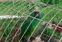 Aves mantidas em cativeiro foram soltas